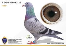 PT-6356042-26