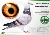 PT-6370464-26