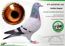 PT-6370781-26