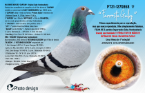 PT21-1270868