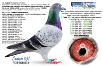 PT23-3128037