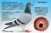 PT24-4053749