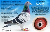 PT24-4059110