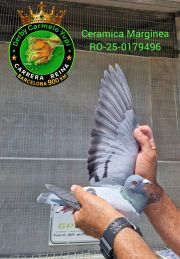 RO-25-0179496