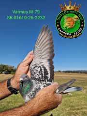 SK-25-01610-2232